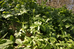 Smyrnium perfoliatum
