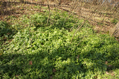 Smyrnium perfoliatum