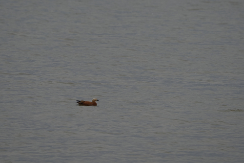 Ruddy Shelduck