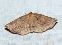Metarranthis duaria