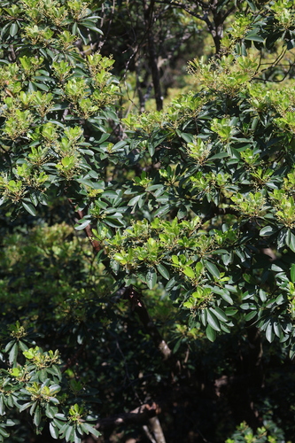 Machilus chekiangensis, photograph 5