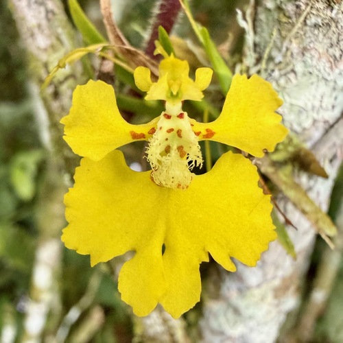 Erycina glossomystax, 2026-02-04