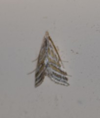 Leptosteges parthenialis
