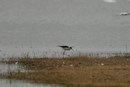 Black-winged Stilt