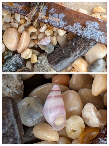 Rissoa violacea, 2026-04-12