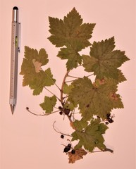 Ribes glandulosum
