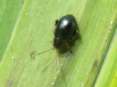 Aphthona nonstriata