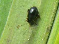 Aphthona nonstriata
