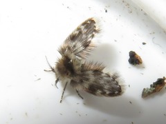 Clytocerus splendidus