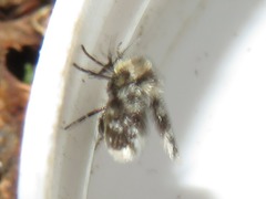 Clytocerus splendidus