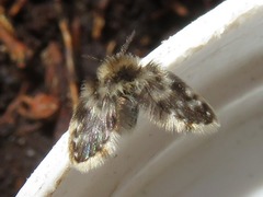 Clytocerus splendidus