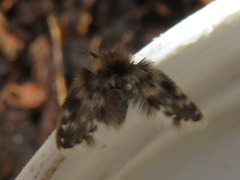 Clytocerus splendidus