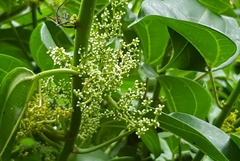 Scepocarpus trinervis