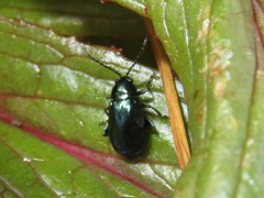 Altica lythri