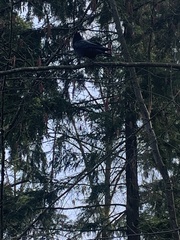 Corvus brachyrhynchos caurinus