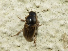 Melinopterus
