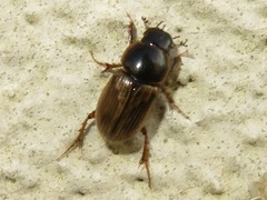Melinopterus