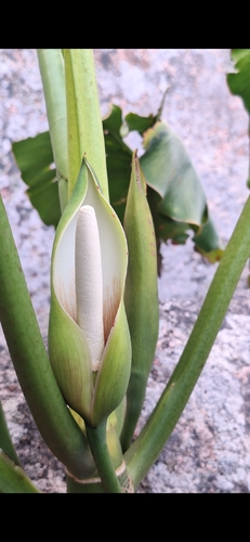 Philodendron quinquenervium