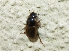Melinopterus