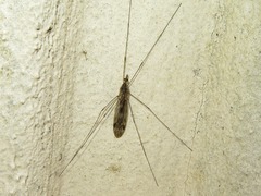 Tipula rufina