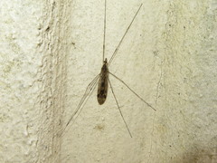 Tipula rufina