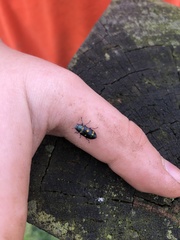 Chrysobothris chrysoela