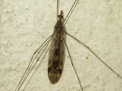 Tipula rufina
