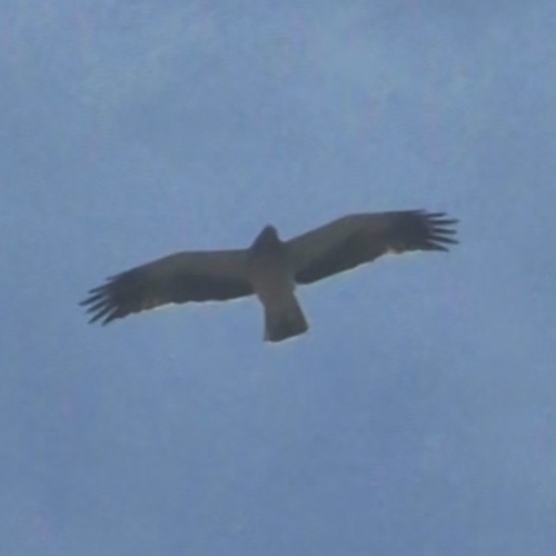 Avistamiento Aguila calzada