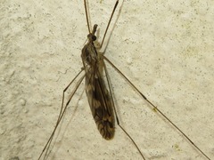 Tipula rufina