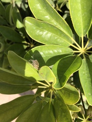 Eudolycoris alluaudi