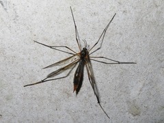 Ptychoptera albimana