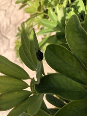 Eudolycoris alluaudi