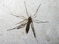 Ptychoptera albimana
