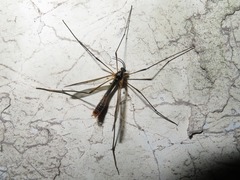 Ptychoptera albimana