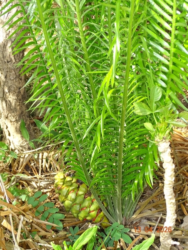 Encephalartos barteri barteri