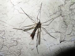 Ptychoptera albimana