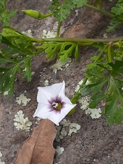 Convolvulus laciniatus