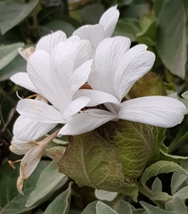 Barleria albostellata