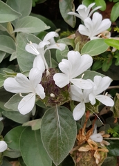 Barleria albostellata