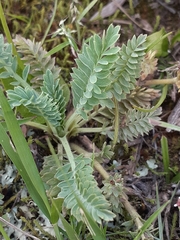 Alchemilla pinnata