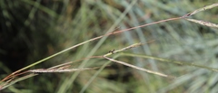 Diheteropogon amplectens image