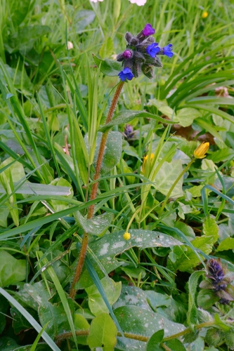 Pulmonaria longifolia, photograph 2