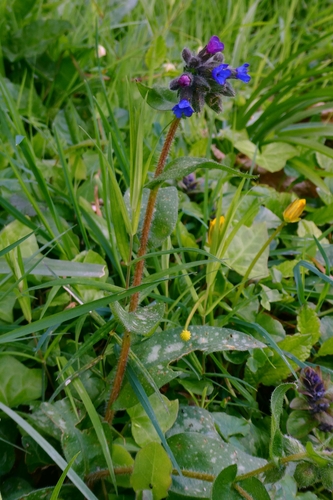 Pulmonaria longifolia, photograph 3