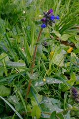 author not stated, no rights reserved Pulmonaria longifolia, photograph author not stated, no rights reserved
