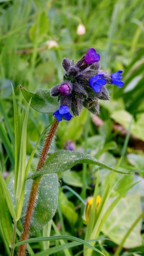 Pulmonaria longifolia, photograph 4