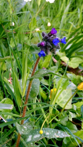 Pulmonaria longifolia, photograph 5