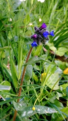 author not stated, no rights reserved Pulmonaria longifolia, photograph author not stated, no rights reserved