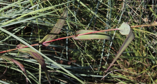 Image of Diheteropogon amplectens by (c) Tony Rebelo, some rights reserved (CC BY-SA)