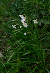 Narcissus × medioluteus