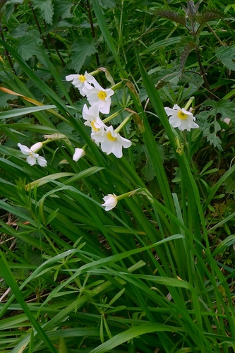 Narcissus × medioluteus, photograph 2